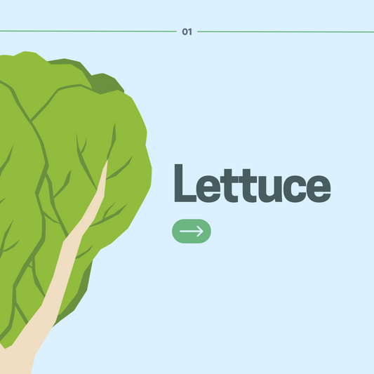 Lettuce